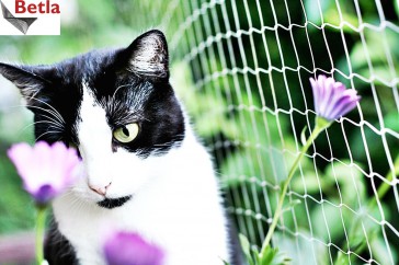 Siatki Pabianice - Siatka dla kotów dla terenów Pabianic